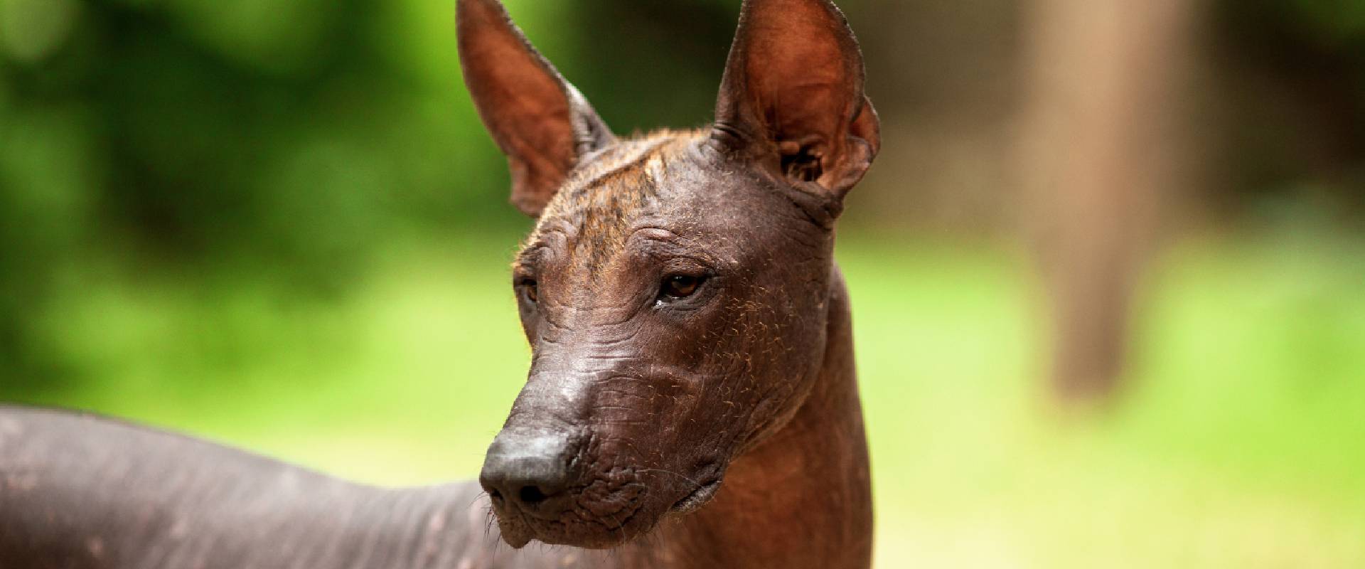 Mexican dog shop with no hair